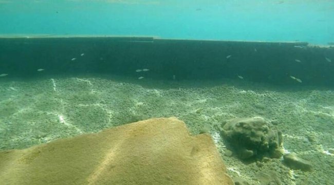 Son dakika haberi: Bodrum'daki şaşkına çeviren görüntüde yeni gelişme