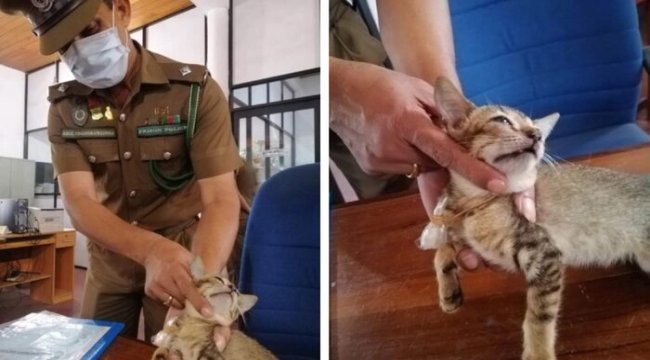 Uyuşturucu kuryesi kedi, Sri Lanka’da tutulduğu hücreden kaçtı