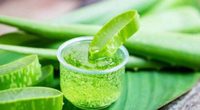 Aloe veranın faydaları saymakla bitmiyor