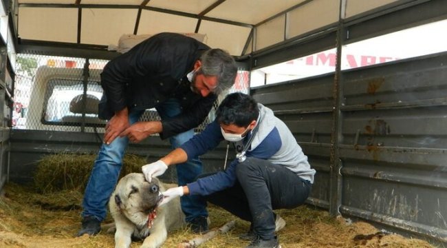 Ayının yaraladığı köpek kurtarılamadı