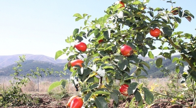 Bakanlık hibesiyle dikilen kuşburnular ilk meyvelerini verdi.