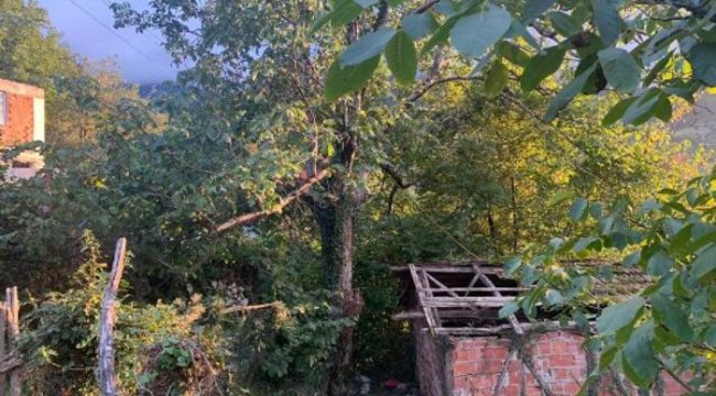 Bartın&#039;da acı ölüm! Ceviz toplamak için çıkmıştı...