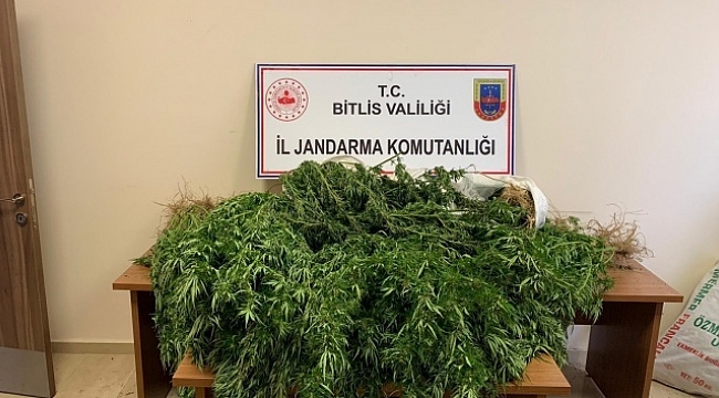 Bitlis'te 94 kilo 850 gram kubar esrar ile 237 kök kenevir ele geçirildi.