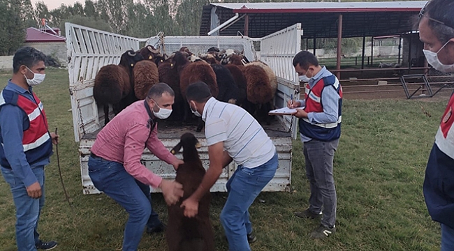 Çaldıkları hayvanları akrabalarına değerinin altında sattılar.