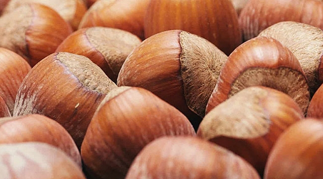 Fındık ihracatında Cumhuriyet tarihinin rekoru kırıldı.