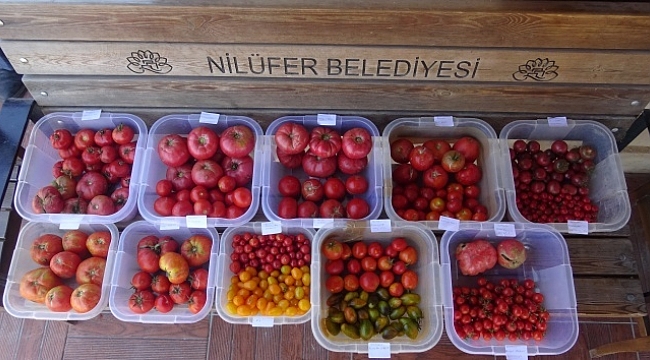 Kent Bostanları'nda 34 çeşit domates, 24 çeşit biber üretildi.