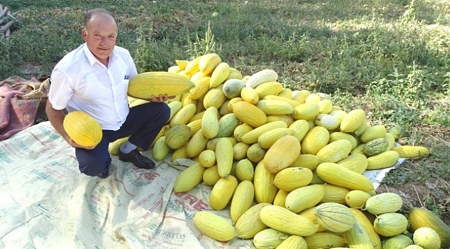Kiraladığı arazide 70 ton kavun üretimi gerçekleştirdi.