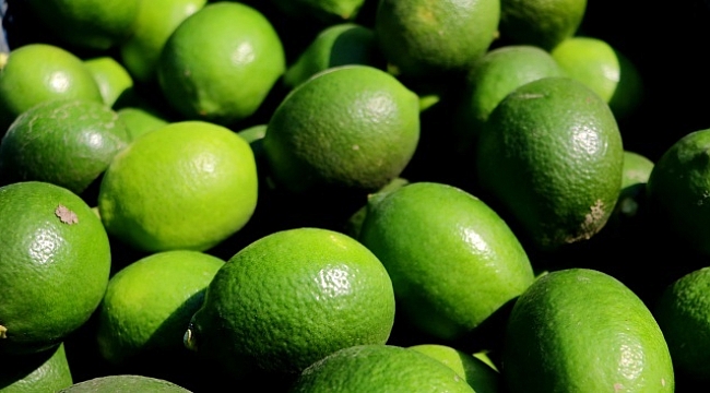 Limon hasadı başladı.