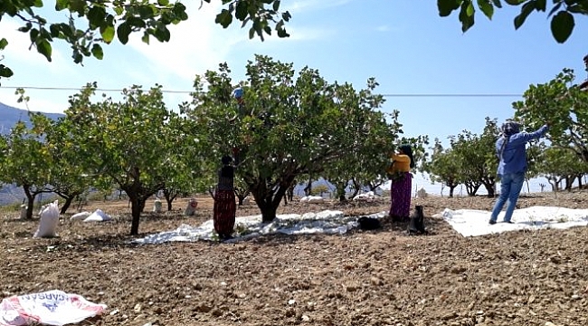 Siirt'te yeşil altın olarak bilinen fıstığın hasadı başladı.