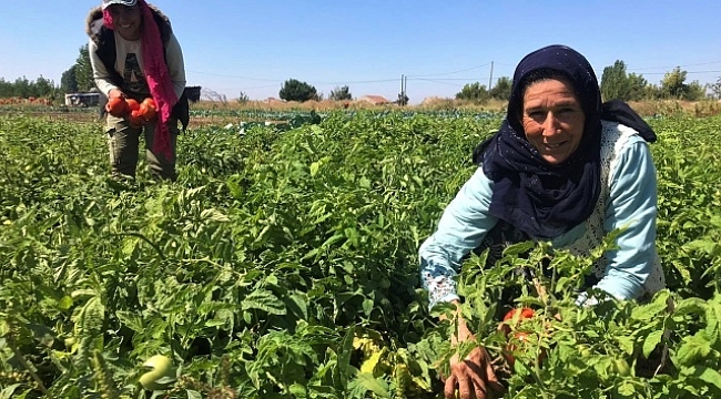 Tarlada 1 lira olan sofralık domates 4 katı fiyatla mutfağa giriyor.