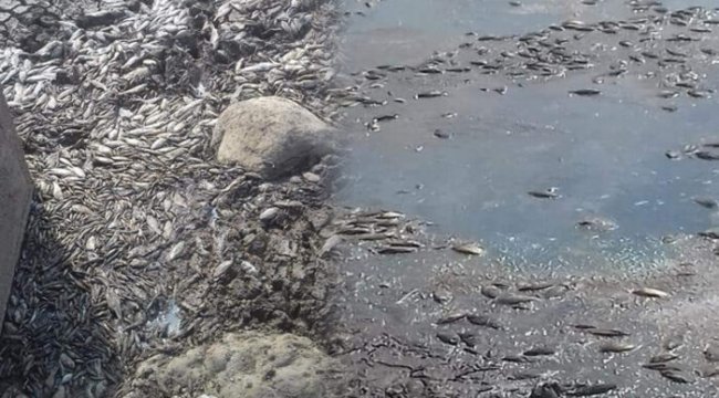 Vatandaşlar tedirgin! Diyarbakır&#039;da binlerce balık telef oldu