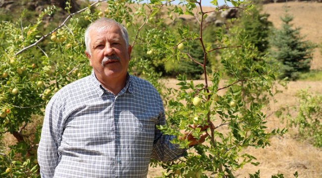 Afyonkarahisar&#039;daki hünnap bahçesi! &#039;Portakaldan 20 kat daha fazla C vitamini var&#039;