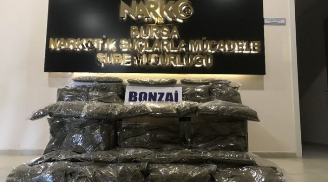 Bursa’da yapılan uyuşturucu operasyonunda 31 kilo bonzai ele geçirildi