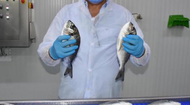 Avrupa pandemide Türkiye'den balık yedi