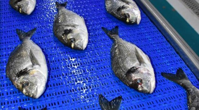 Avrupa Türk balığına göz dikti! Talep yüzde 50 arttı...