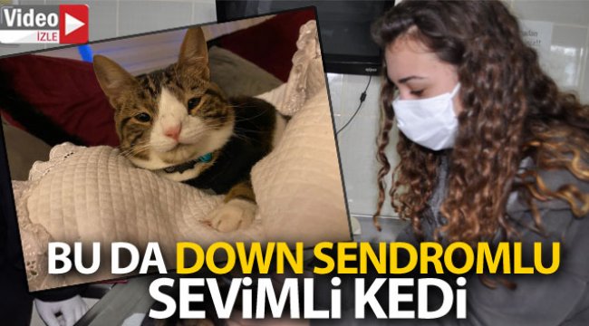 Bu da down sendromlu sevimli kedi