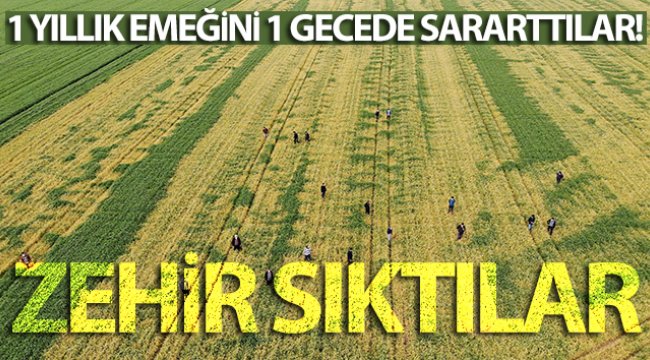 Buğday tarlasına zehir sıkılan çiftçinin bir yıllık emeğini bir gecede sararttılar