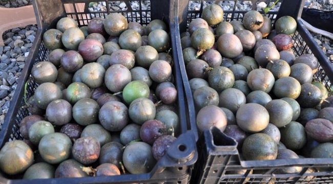 Gazipaşa’da üretilen passifloranın kilosu bahçede 75 lira