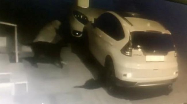 Köpek, aracın altına saklanan kediyi yakalamak için çamurluk plastiğini parçaladı