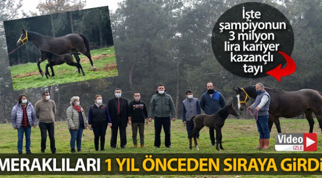 Şampiyonun doğan tayı için bir yıl önceden sıraya girdiler