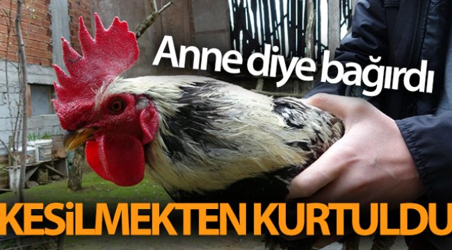 ‘Anne’ diye bağırdı, kesilmekten kurtuldu