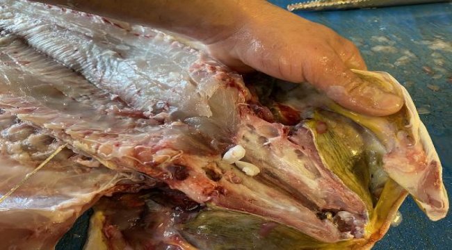 Böbrek hastalığına iyi geldiği öne sürülen kaya levreği taşı için uzmanlar uyardı