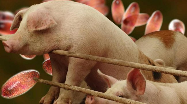 Çin’de bir çiftlikte Afrika domuz vebası tespit edildi