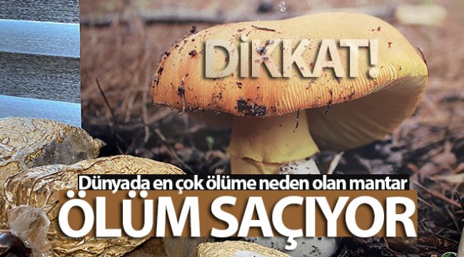 Doğada yoğunlukla bulunan köy göçüren mantarı öldürüyor