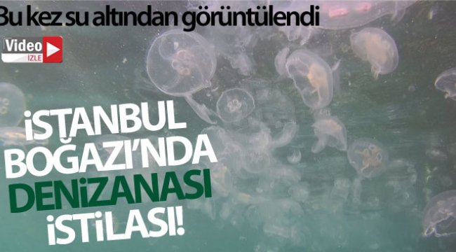 İstanbul Boğazı’nda denizanası istilası sualtından görüntülendi