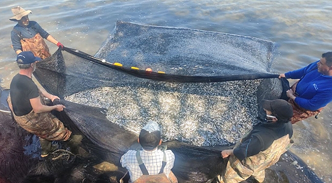 İznik Gölü'nde gümüş balığı rekoru: 1 günde 15 ton.