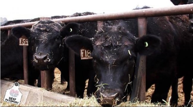 ABD’de &#039;biftek pasaportu&#039; dönemi