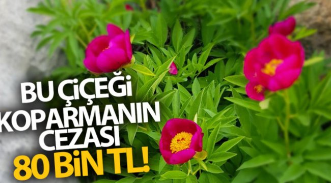 "Ayı gülü" çiçeğini koparmanın cezası 80 bin 465 lira