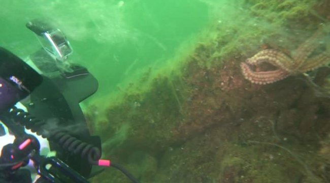 Beklemeye gerek yok! Hemen harekete geçilmeli...Müsilaj etrafımızı sardı - Resim 1