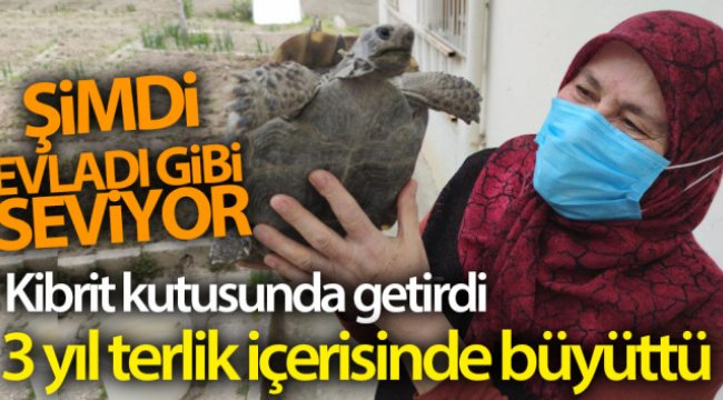 Kibrit kutusunda getirdi, 3 yıl terlik içerisinde büyüttü, şimdi evladı gibi seviyor