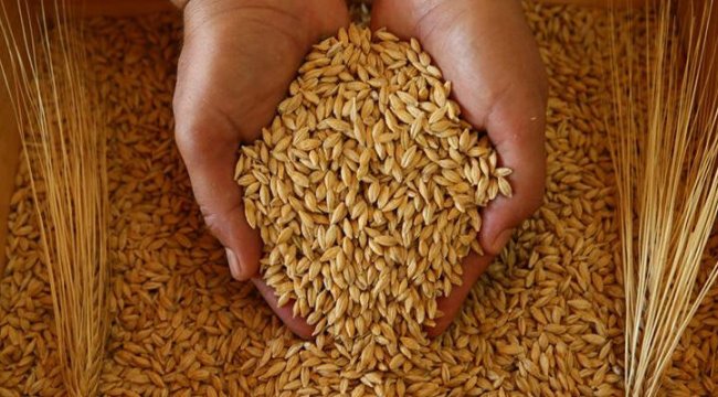 Türkiye&#039;nin desteğiyle KKTC&#039;de ilk kez bir arpa cinsi tescillendi