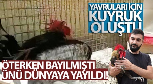 Ünü dünyaya yayılan ‘Bayılan horoz’ İngiltere’den davet aldı