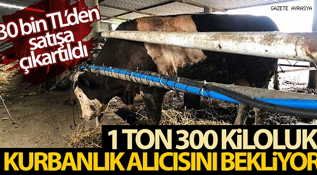 1 ton 300 kiloluk kurbanlık alıcısını bekliyor.