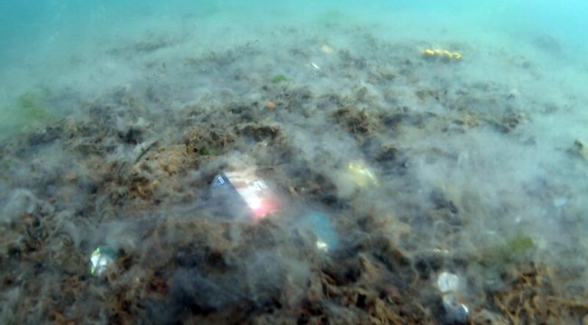 Adriyatik Denizi’nde 200 yıldır görülen deniz müsilajının görülme sıklığı katlanarak artıyor