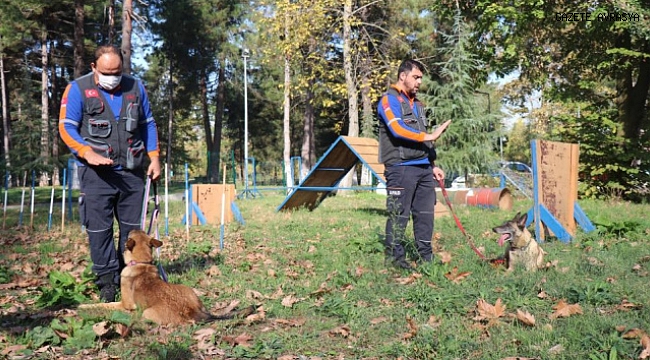 Afetlerde görev alacak altın burunlu köpekler Sakarya'da seçilecek