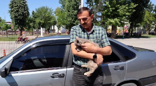 Bolu’da aracın motoruna giren kedi, Düzce’ye gitti