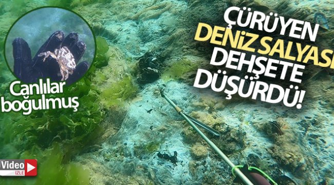 Çürüyen deniz salyası dehşete düşürdü
