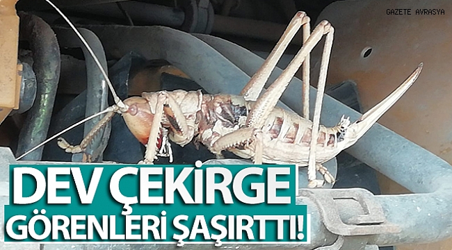 Dev çekirge görenleri şaşırttı.