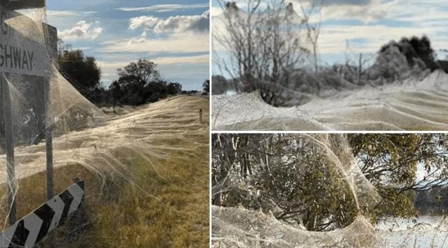 Felaketler üst üste geldi: Farelerden sonra şimdi de örümcek istilası!