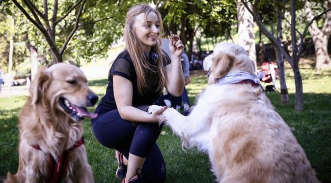 Hollanda&#039;da yeni hayvan hakları yasası kabul edildi