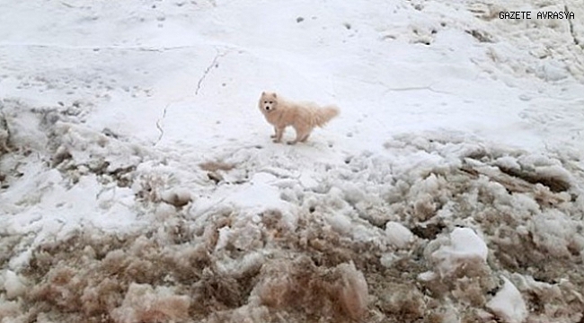 Kuzey Kutbu'nda kaybolan köpeği, Rus buzkıran gemisi buldu