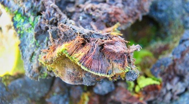 Antarktika&#039;da şaşırtan keşif... Nasıl hayatta kaldığını anlayamadılar!