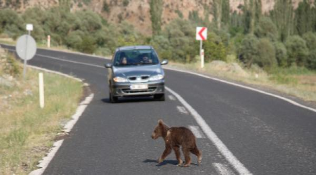 Ayıları görmek için sıraya giriyorlar