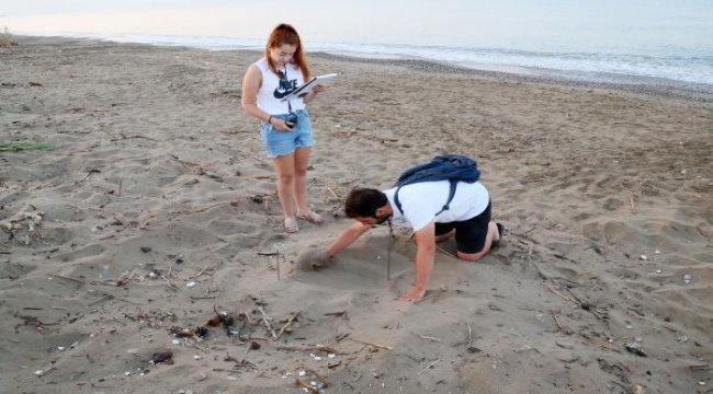 Belek sahilinde caretta yuvaları 2 bini aştı
