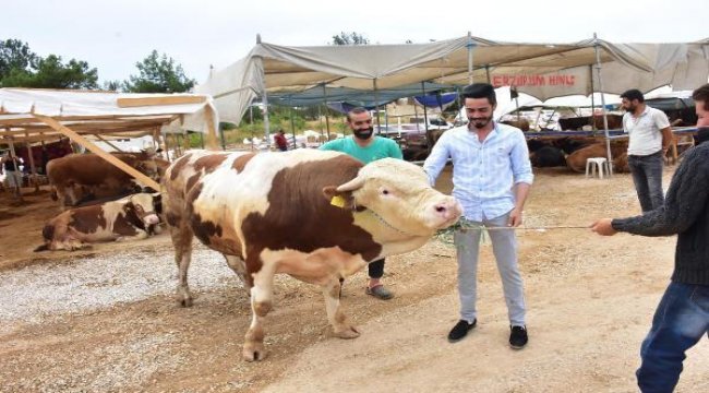 İzmir&#039;de kurbanlık pazarının en büyüğü &#039;Paşa&#039;, 28 bin lira