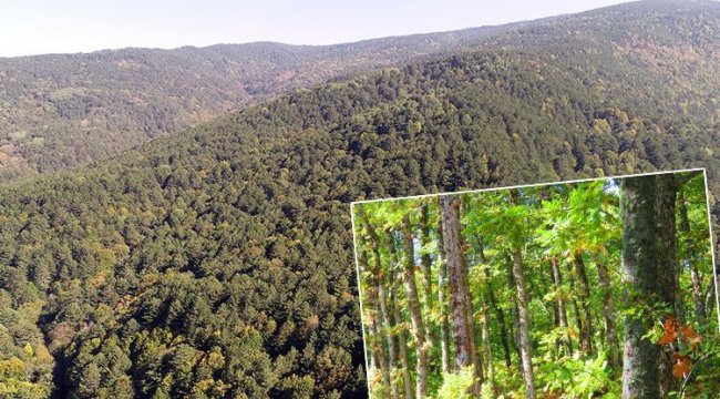 Son dakika: Ülkenin güneyindeki orman yangınları sonrası art arda flaş kararlar: Dikkat... Yasaklandı